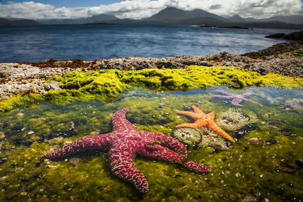 Nearly 3 Million “Gather Together” for the Planet Earth: Blue Planet II Premiere Nearly 3 Million “Gather Together” for the Planet Earth: Blue Planet II Premiere